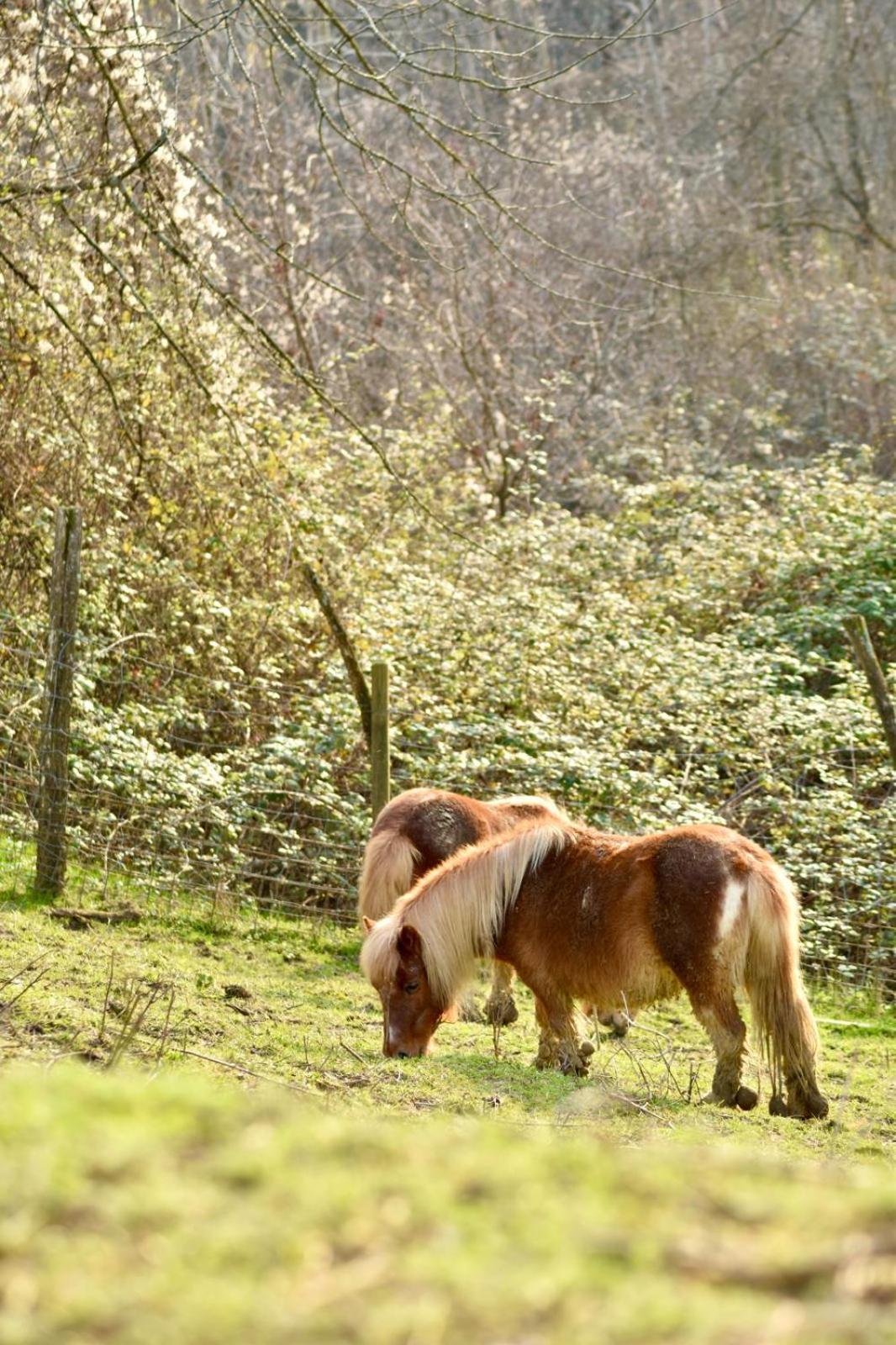 Agriturismo Le Noci Tarzo المظهر الخارجي الصورة