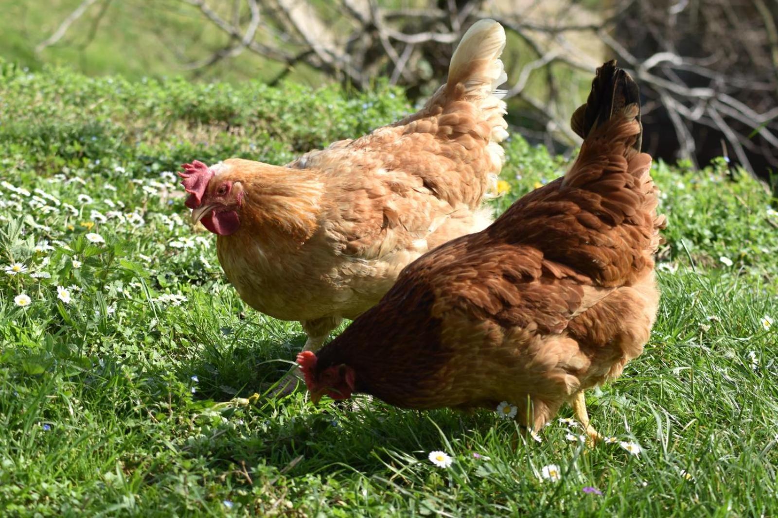 Agriturismo Le Noci Tarzo المظهر الخارجي الصورة