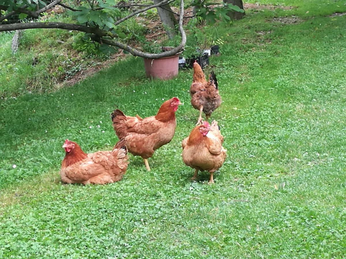 Agriturismo Le Noci Tarzo المظهر الخارجي الصورة